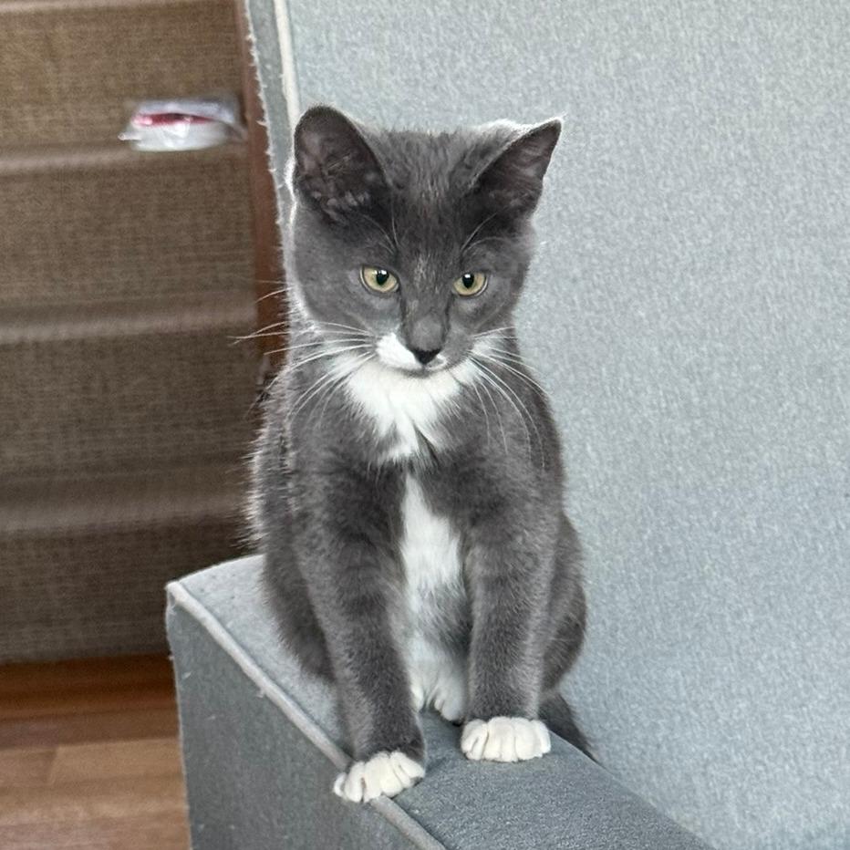 Enlarge Amari, a Adoptable Domestic Short Hair in Chaska, MN image 3/3