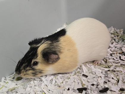 Enlarge Creamer, a Adoptable mixed breed in East Brookfield, MA image 1/1