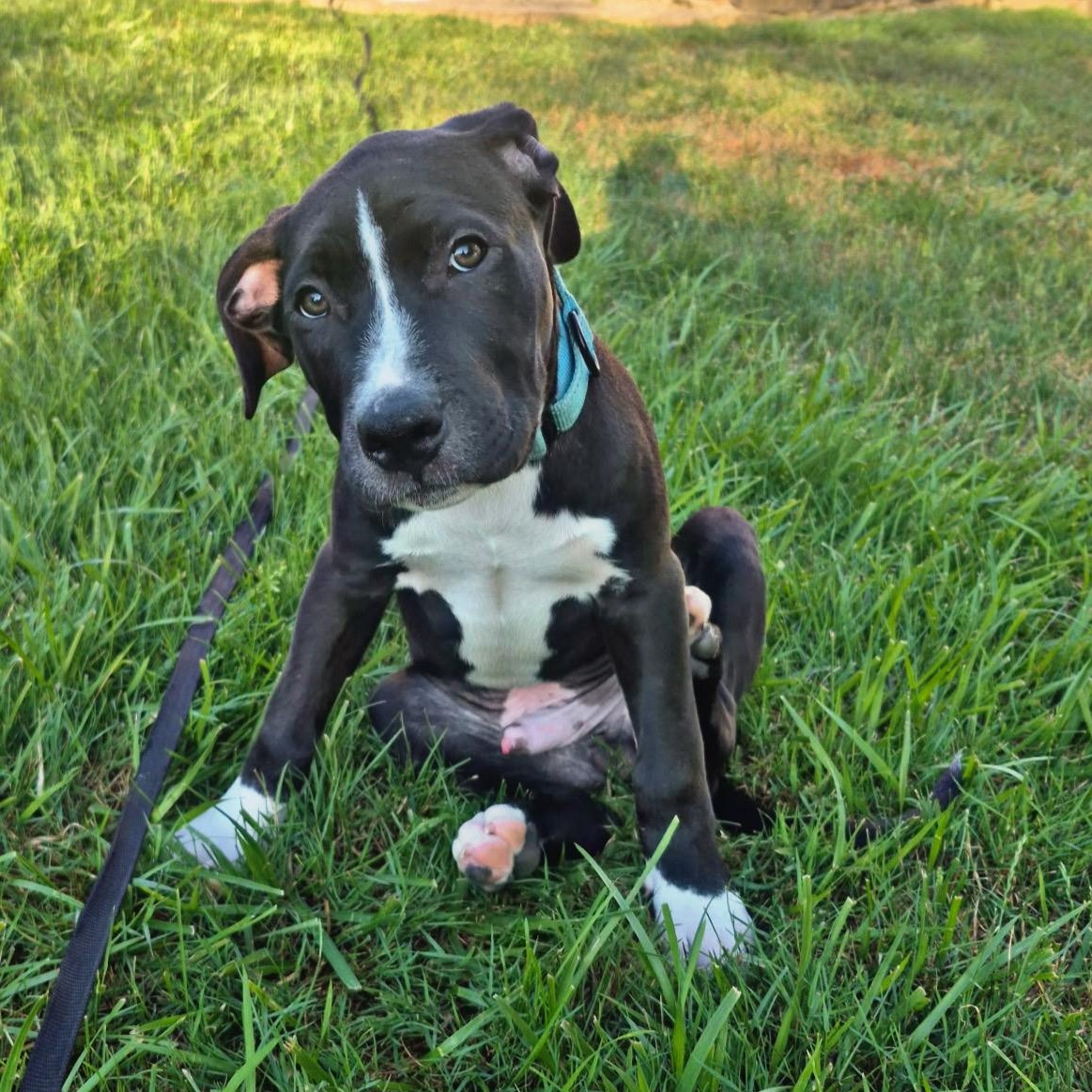 TJ, Baby Male American Staffordshire Terrier