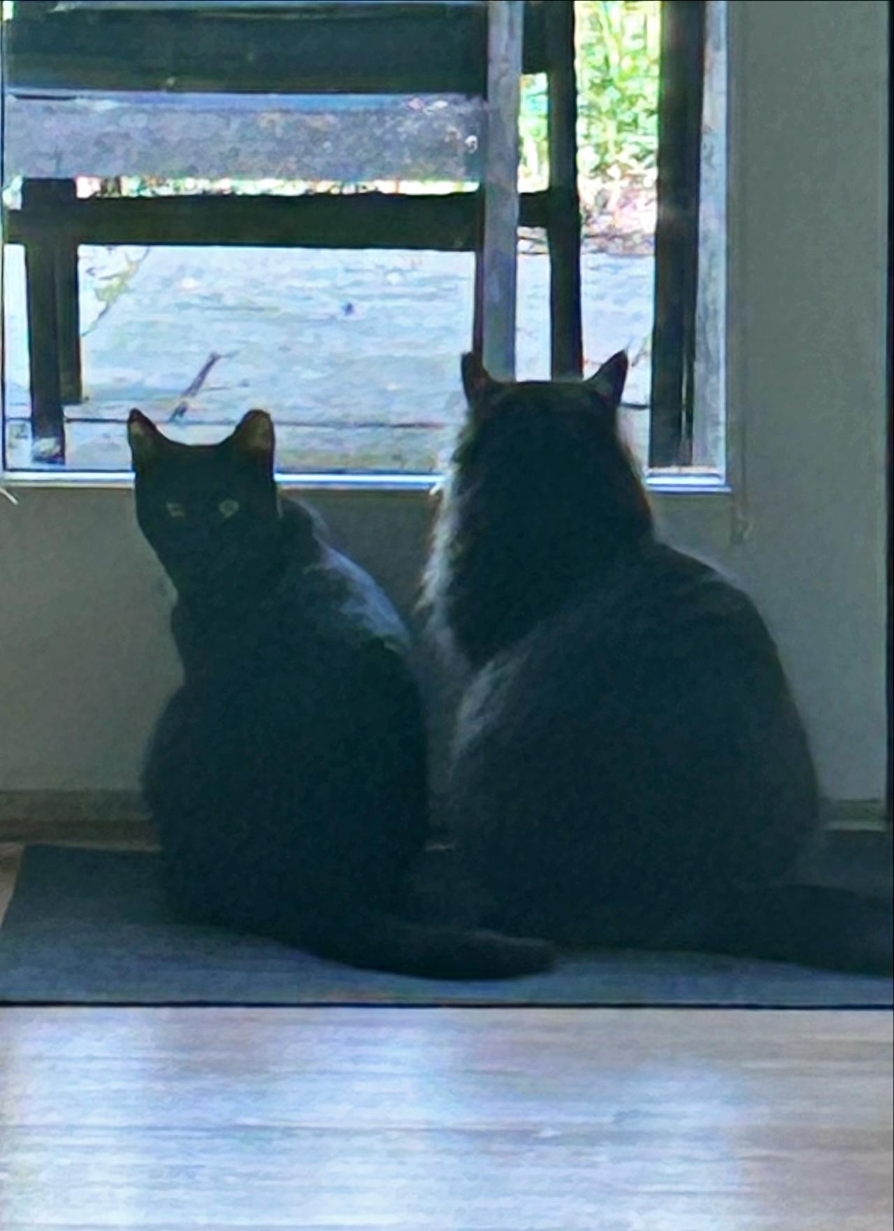 Enlarge Kleo and Leo, a ADOPTABLE Domestic Medium Hair in Rockville, MD image 2/3