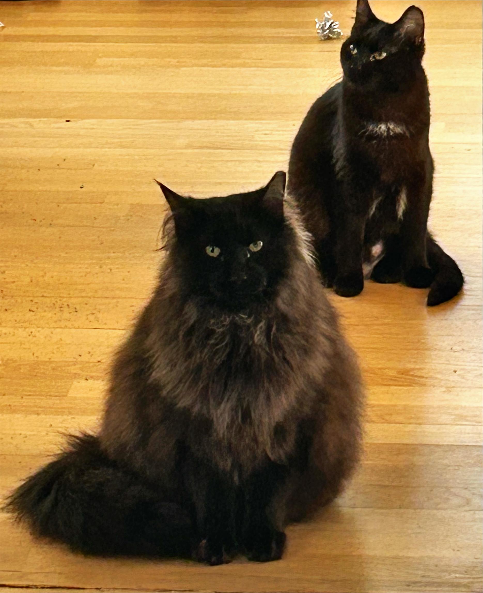 Enlarge Kleo and Leo, a ADOPTABLE Domestic Medium Hair in Rockville, MD image 1/3