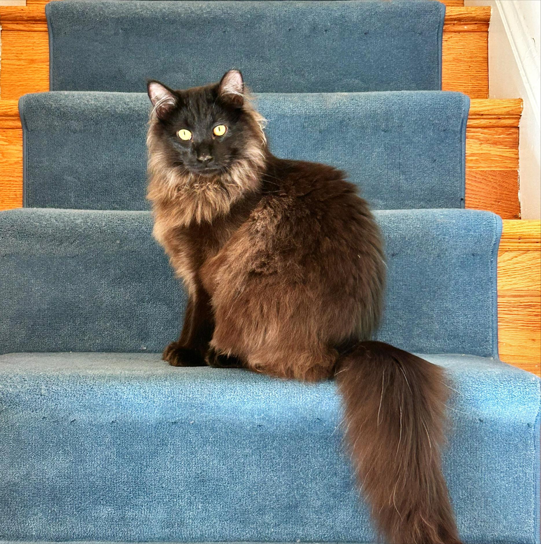 Enlarge Kleo and Leo, a ADOPTABLE Domestic Medium Hair in Rockville, MD image 3/3