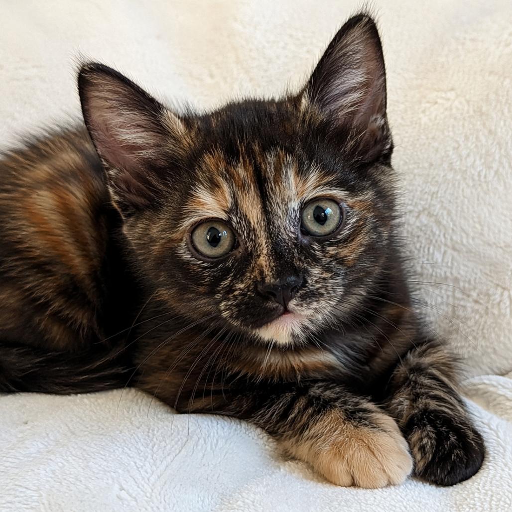 Enlarge Bean, a Adoptable Domestic Short Hair in Missouri City, TX image 1/1