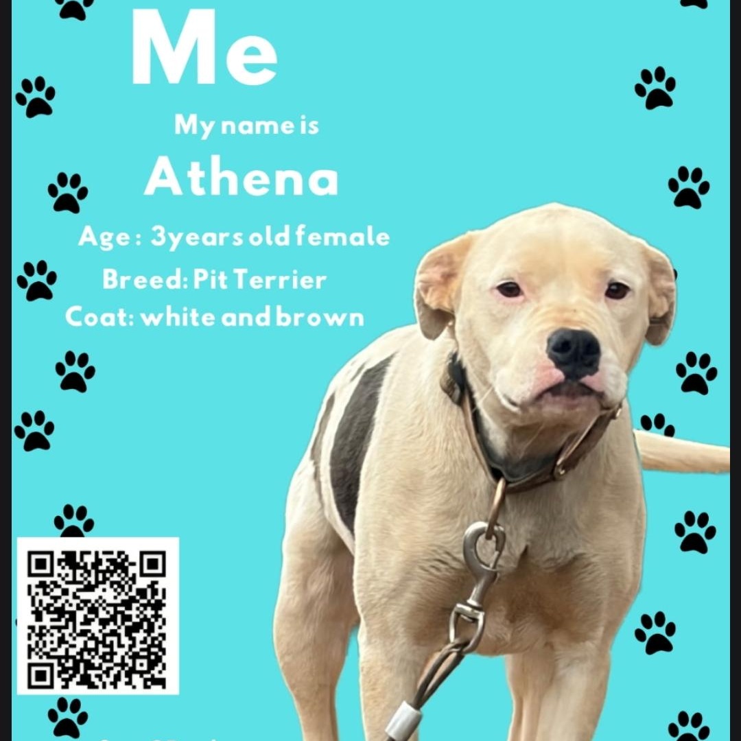 Enlarge Athena, a Adoptable Pit Bull Terrier in Maryville, TN image 1/1