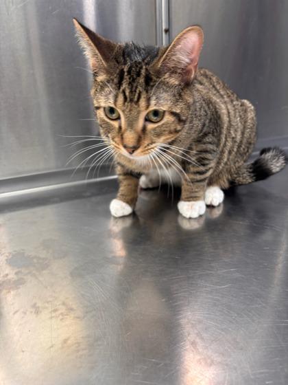 Chief Wiggum, Adoptable, Adult Male Domestic Short Hair & Domestic Short Hair.