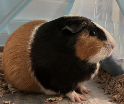 Gwen, Adoptable, Adult Female Guinea Pig.