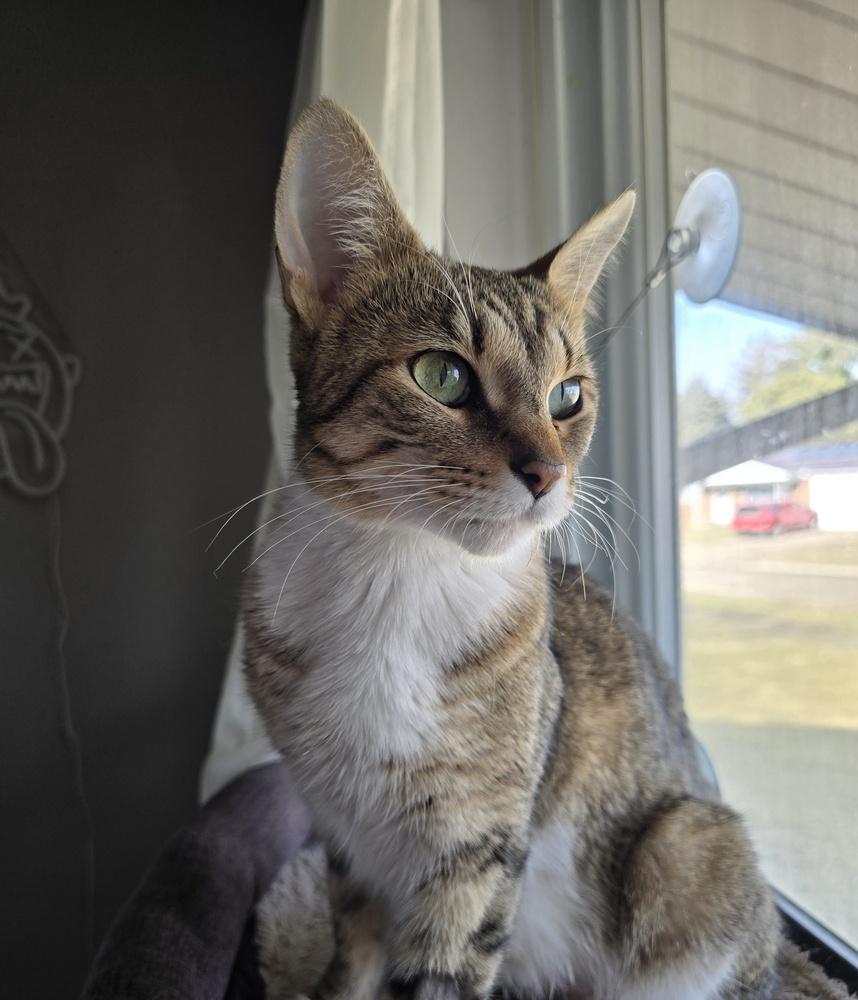Pudding, Adoptable, Adult Female Domestic Short Hair.