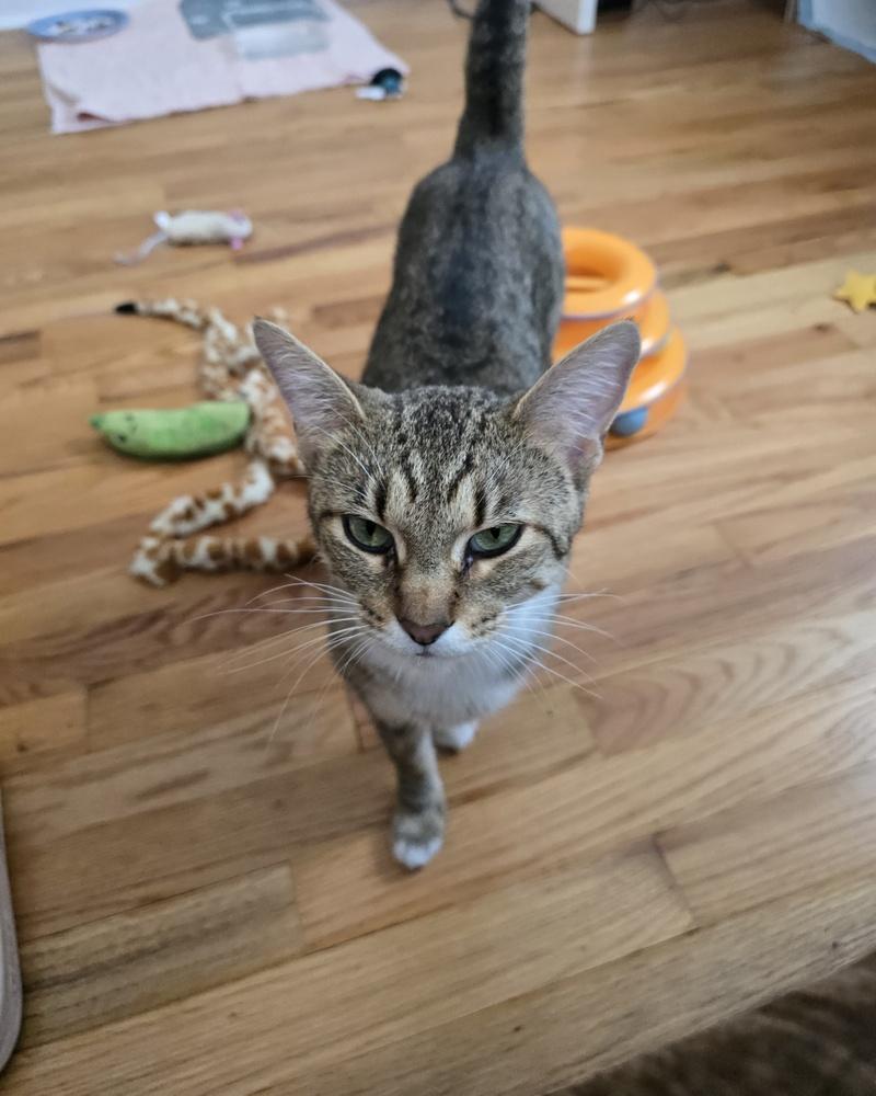 Enlarge Pudding, a Adoptable Domestic Short Hair in Clinton Township, MI image 2/6