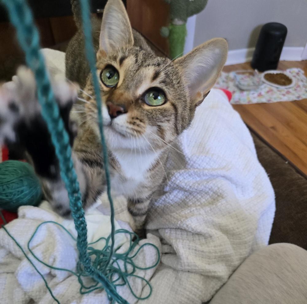 Enlarge Pudding, a Adoptable Domestic Short Hair in Clinton Township, MI image 3/6