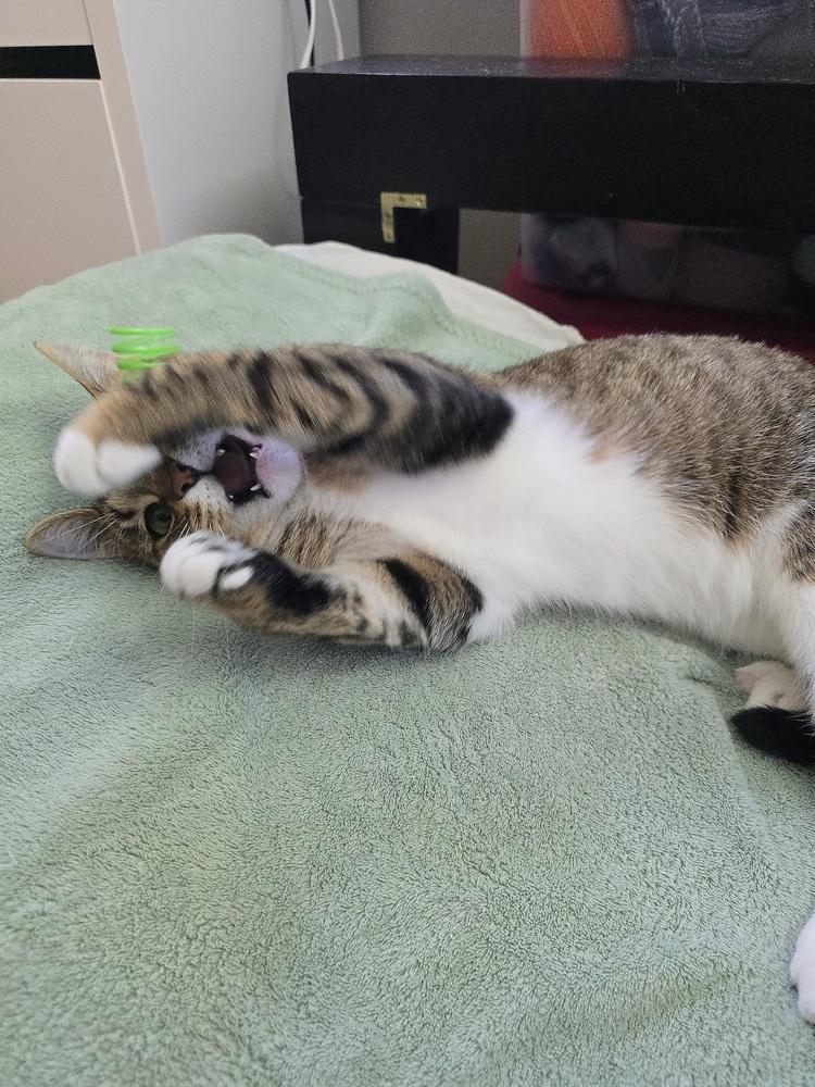 Enlarge Pudding, a Adoptable Domestic Short Hair in Clinton Township, MI image 4/6