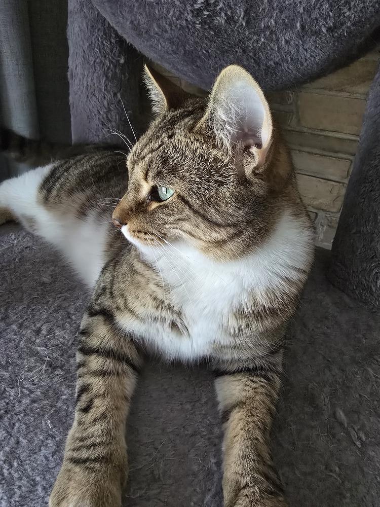 Enlarge Pudding, a Adoptable Domestic Short Hair in Clinton Township, MI image 4/6