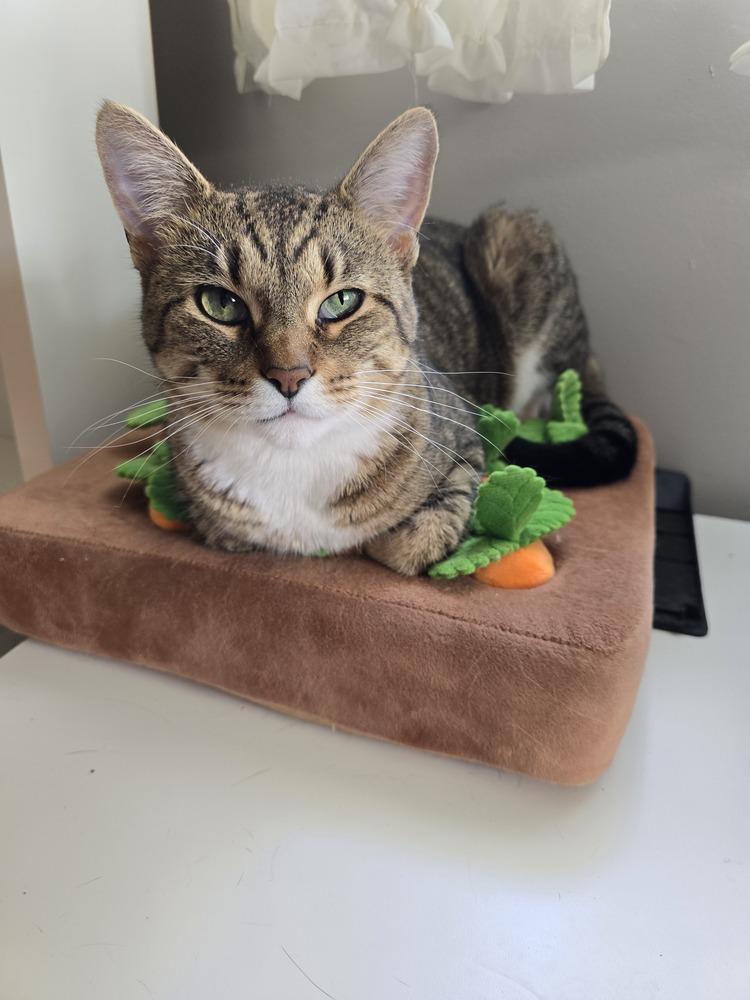 Enlarge Pudding, a Adoptable Domestic Short Hair in Clinton Township, MI image 5/6