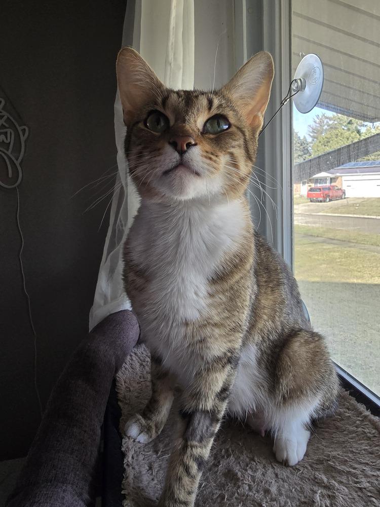 Enlarge Pudding, a Adoptable Domestic Short Hair in Clinton Township, MI image 5/6