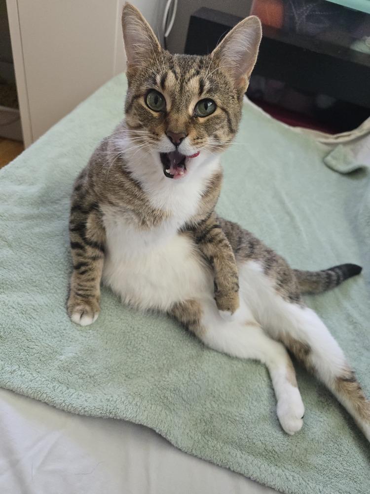 Enlarge Pudding, a Adoptable Domestic Short Hair in Clinton Township, MI image 6/6