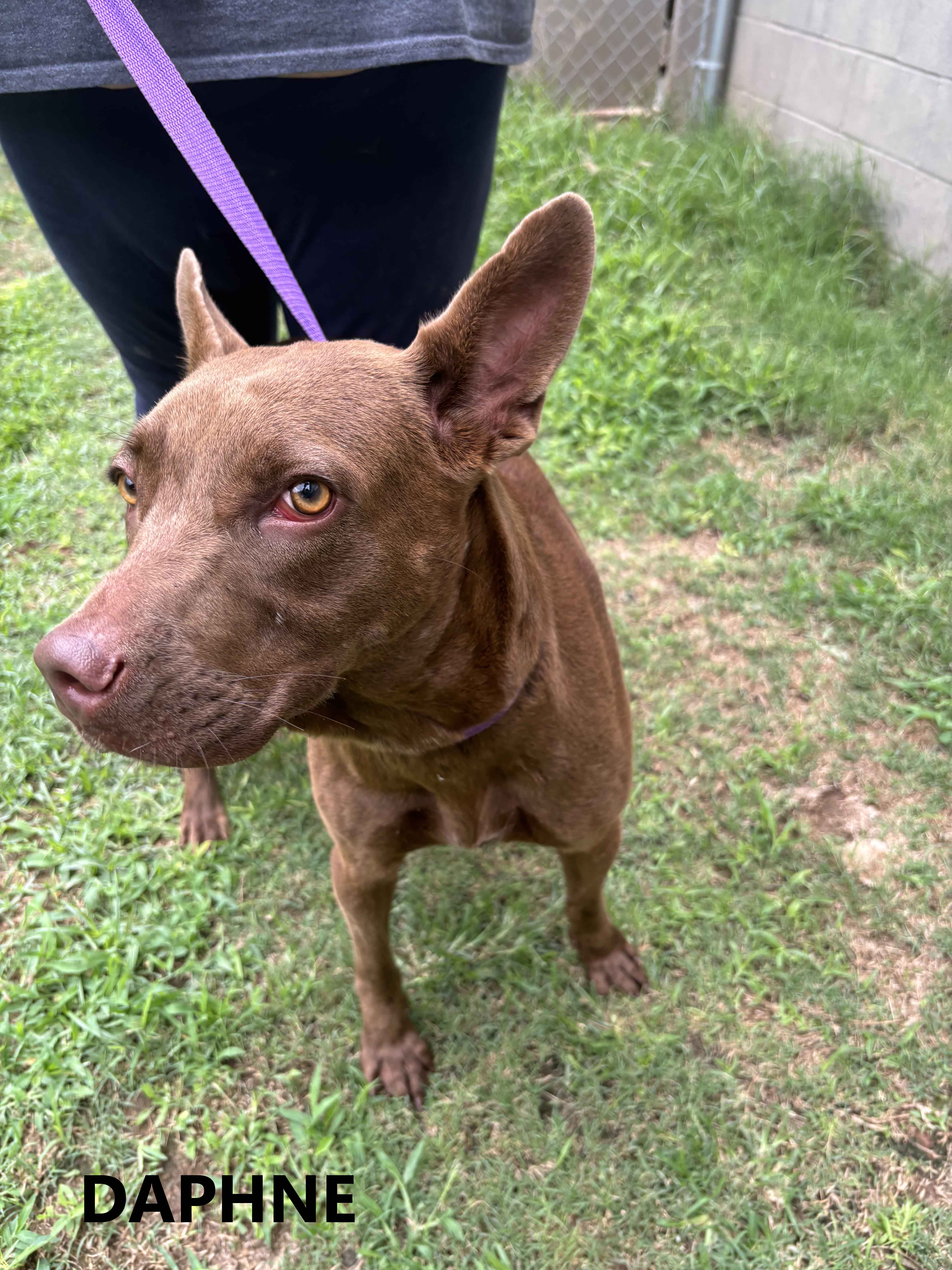 Enlarge Daphne, a Adoptable mixed breed in Washington, GA image 2/4