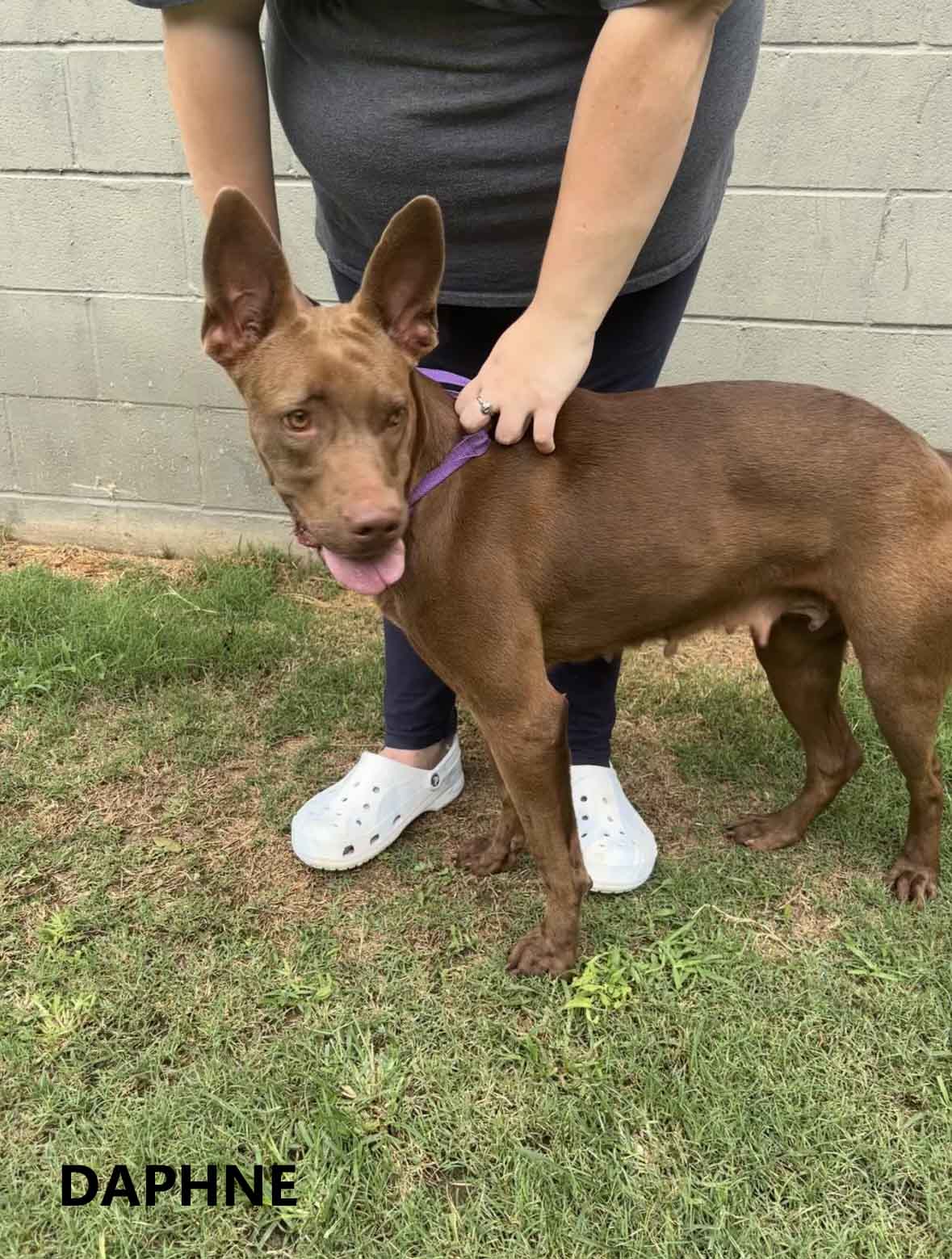 Enlarge Daphne, a Adoptable mixed breed in Washington, GA image 3/4