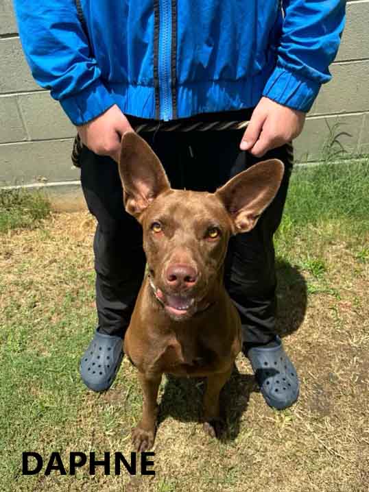 Daphne, Adoptable, Adult Female Doberman Pinscher & Chocolate Labrador Retriever.