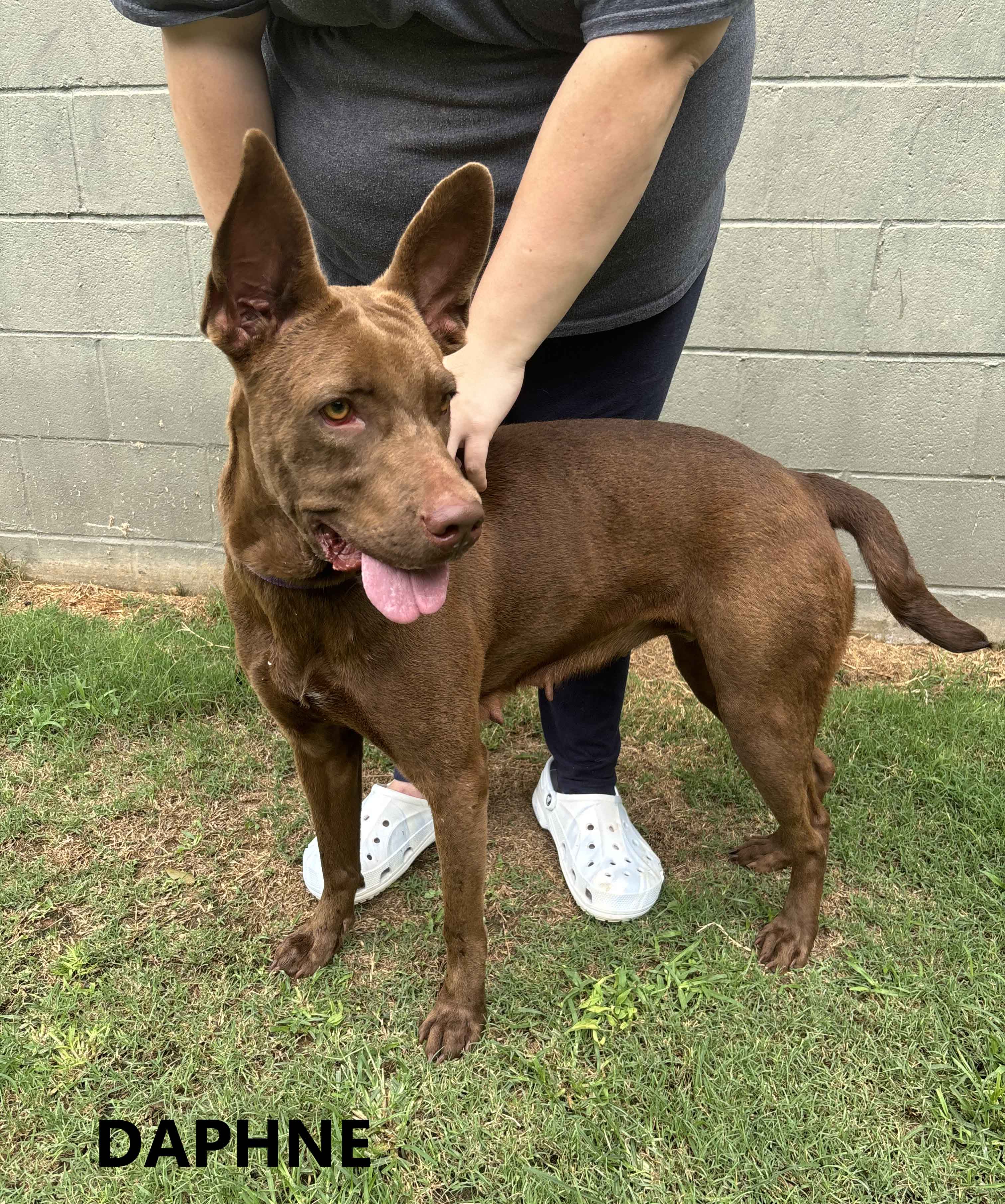 Enlarge Daphne, a Adoptable mixed breed in Washington, GA image 4/4