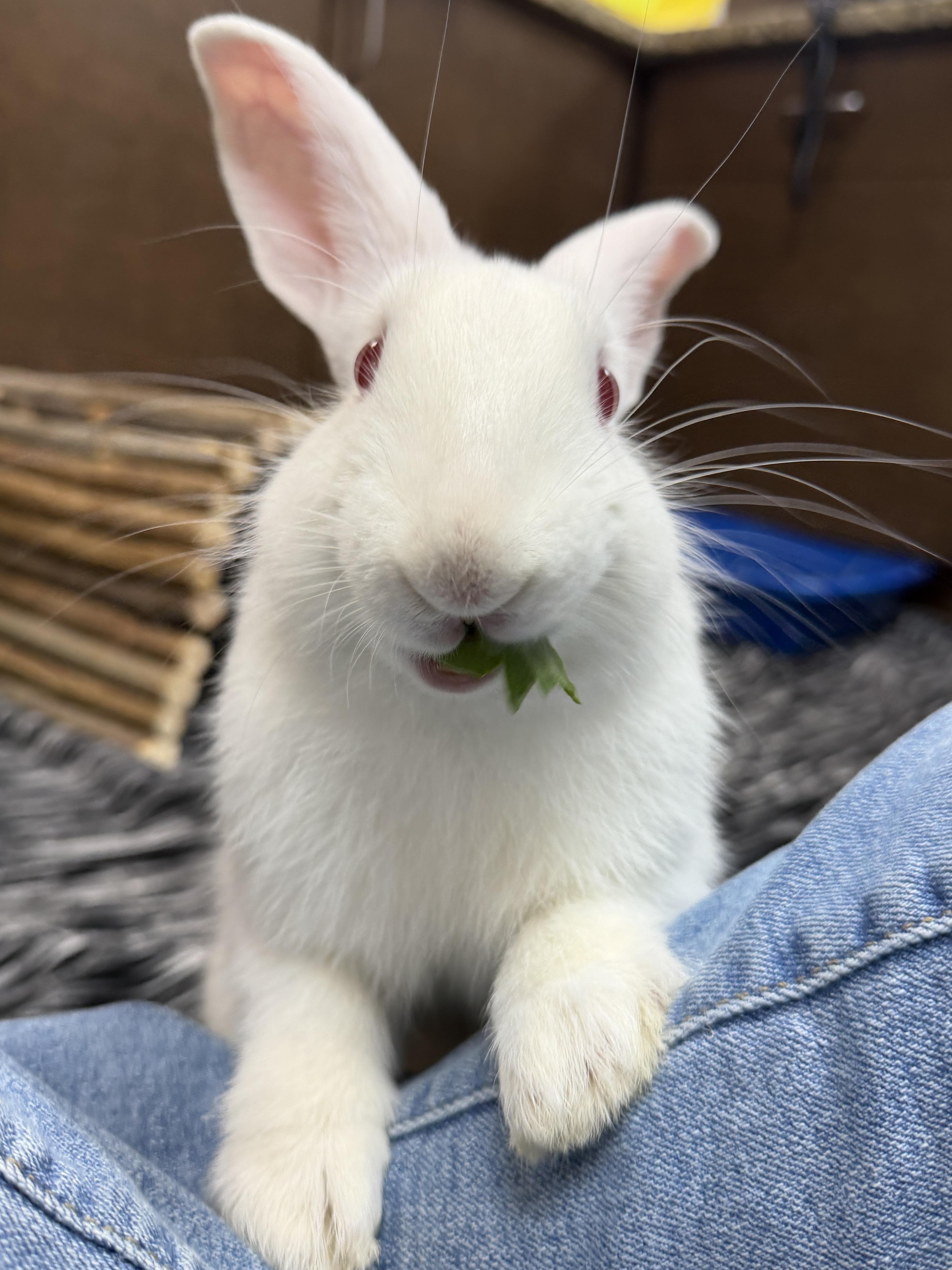 Enlarge Hoppi, a ADOPTABLE mixed breed in Jefferson, WI image 2/3