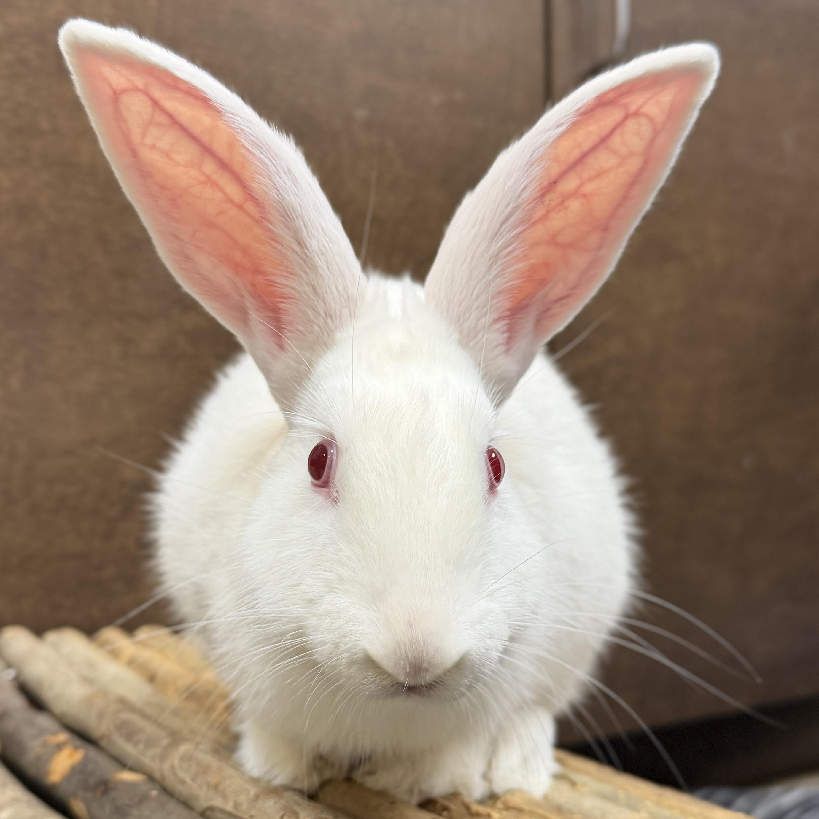 Enlarge Hoppi, a ADOPTABLE mixed breed in Jefferson, WI image 1/3