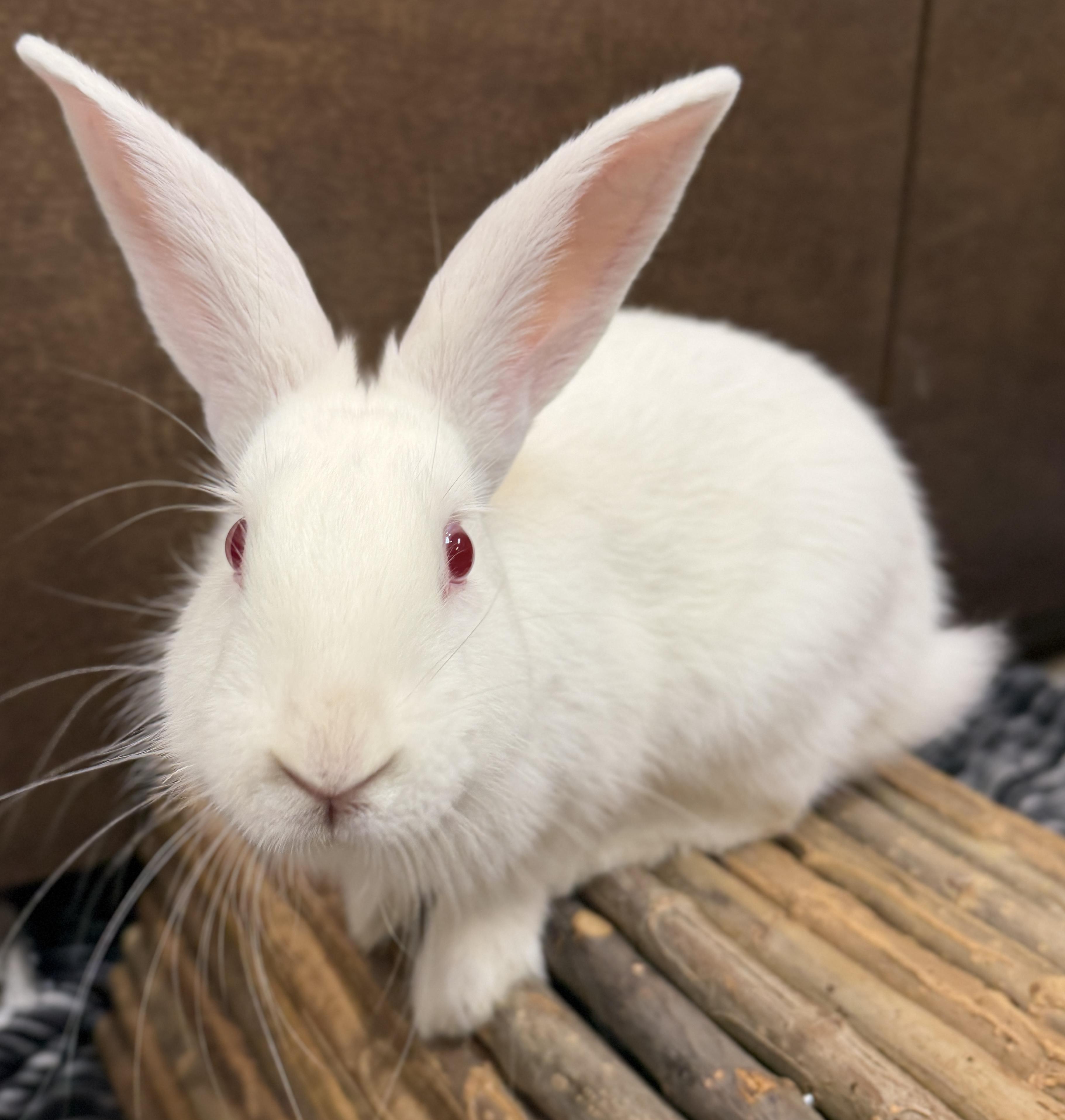Enlarge Hoppi, a ADOPTABLE mixed breed in Jefferson, WI image 3/3