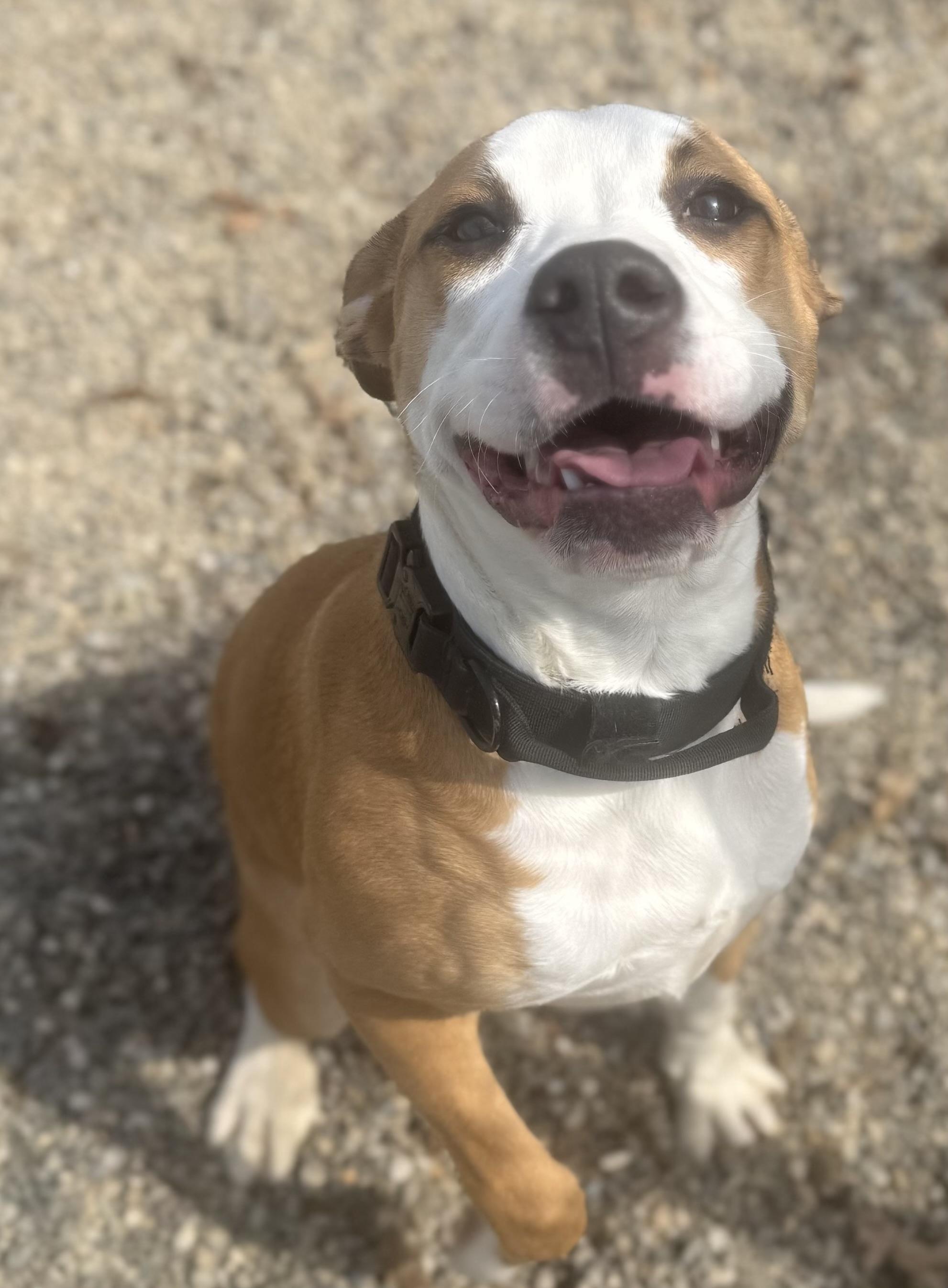 Enlarge Howley Mandel ADOPTED , a ADOPTABLE mixed breed in Canton, OH image 2/6