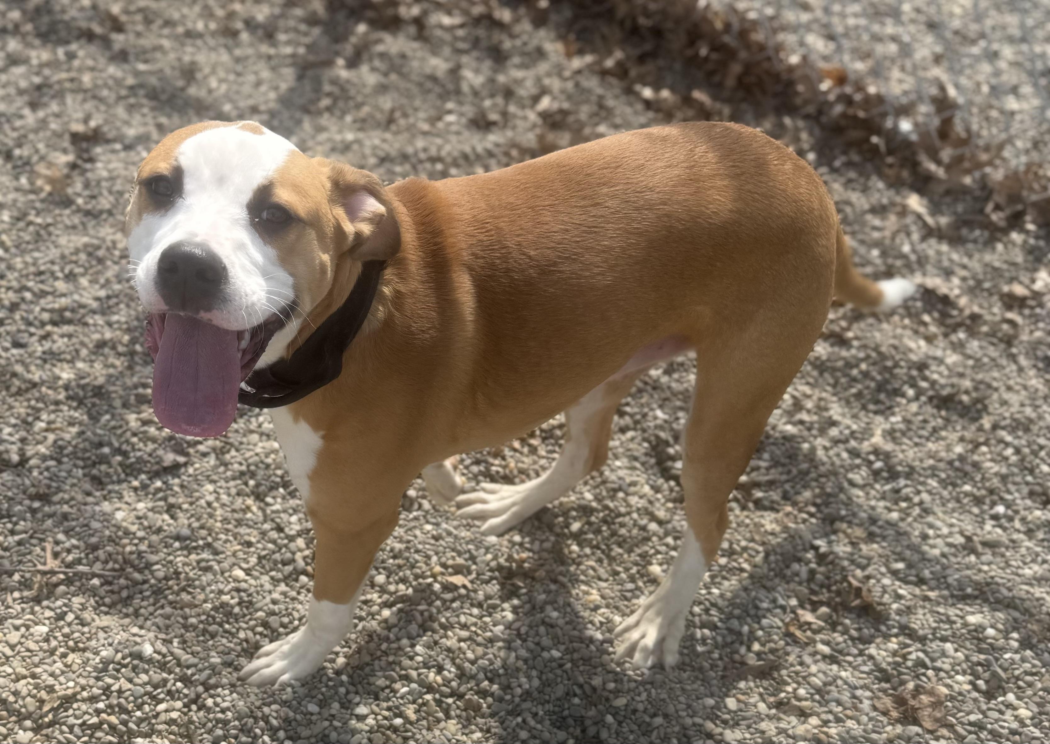 Enlarge Howley Mandel ADOPTED , a ADOPTABLE mixed breed in Canton, OH image 6/6