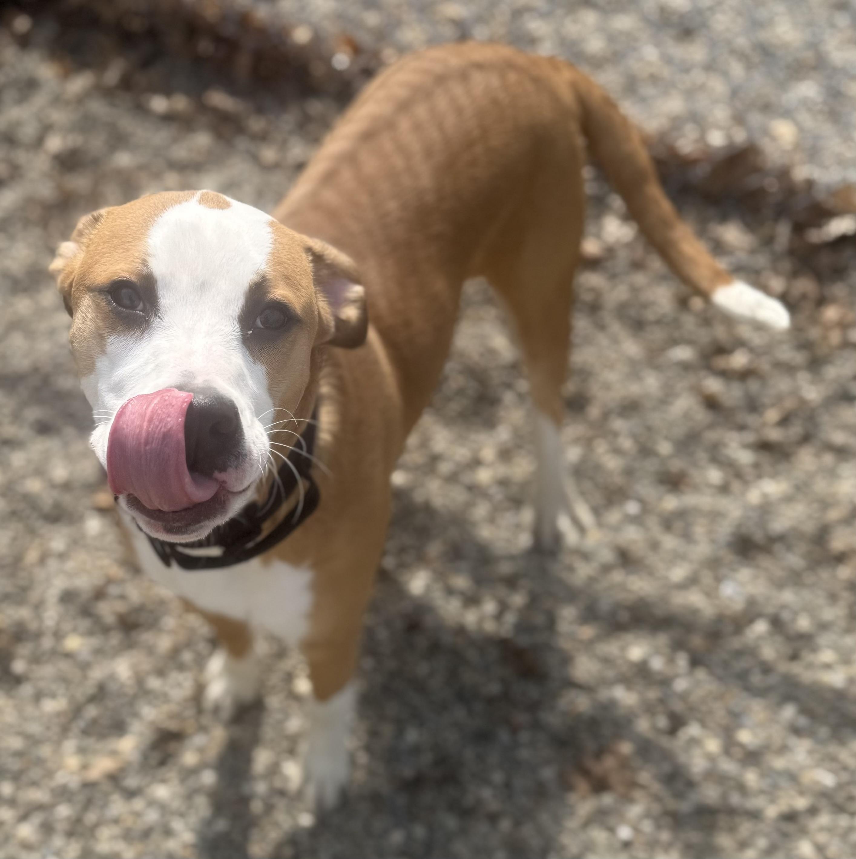 Enlarge Howley Mandel ADOPTED , a ADOPTABLE mixed breed in Canton, OH image 5/6