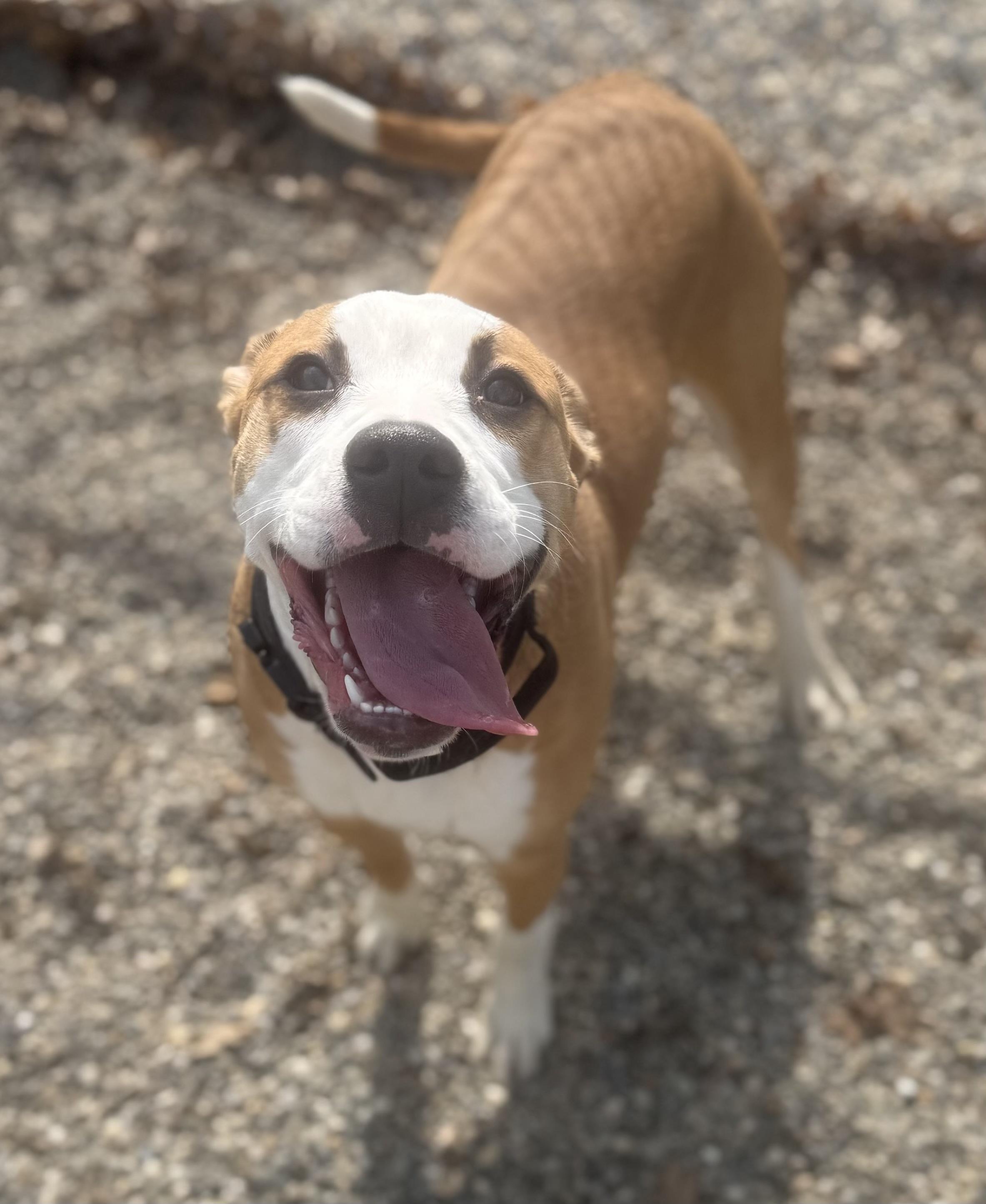 Enlarge Howley Mandel ADOPTED , a ADOPTABLE mixed breed in Canton, OH image 3/6