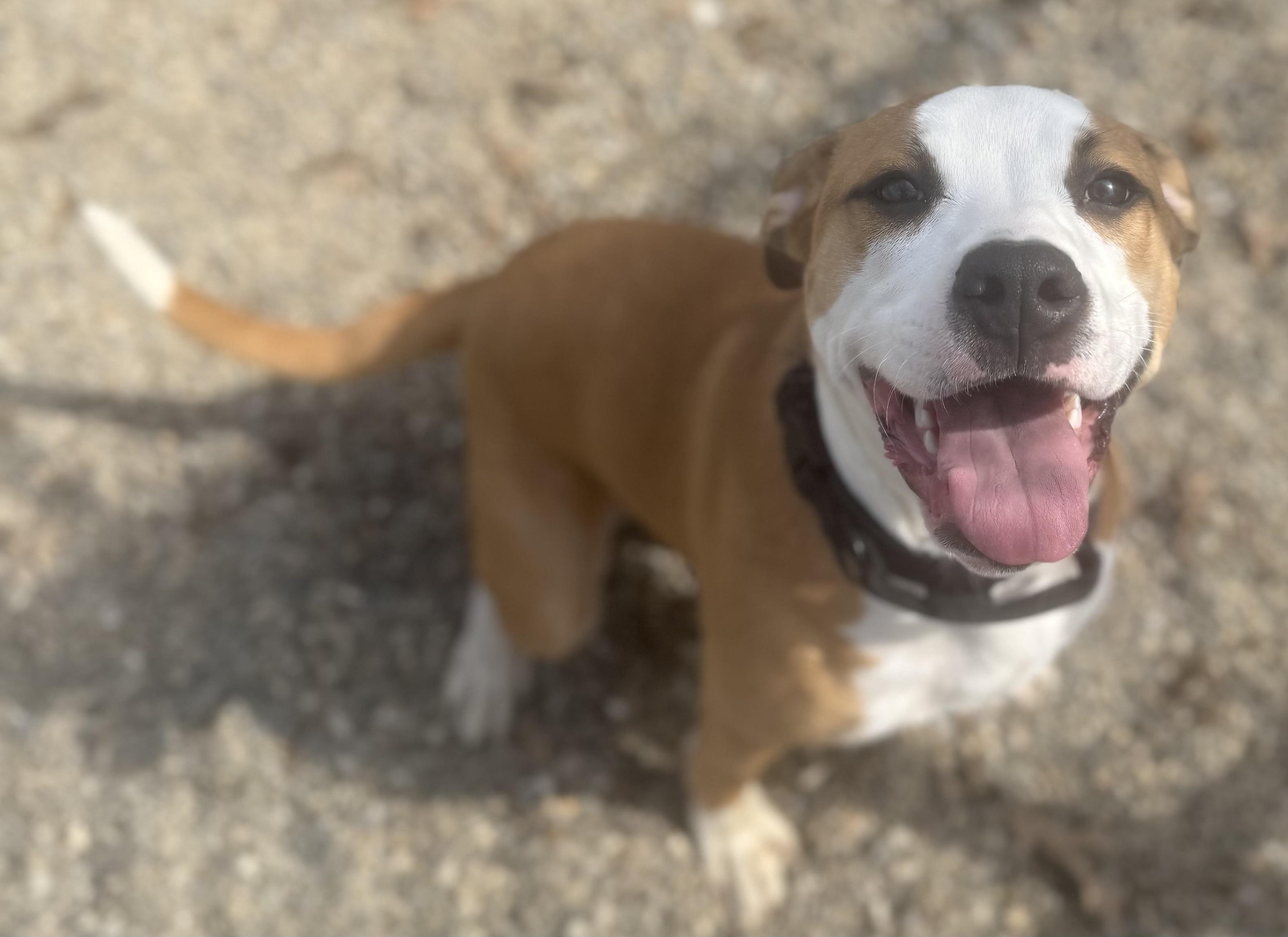 Enlarge Howley Mandel ADOPTED , a ADOPTABLE mixed breed in Canton, OH image 4/6