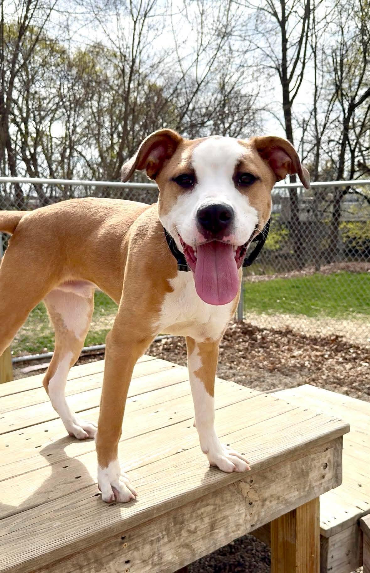 Enlarge Howley Mandel ADOPTED , a ADOPTABLE mixed breed in Canton, OH image 1/6