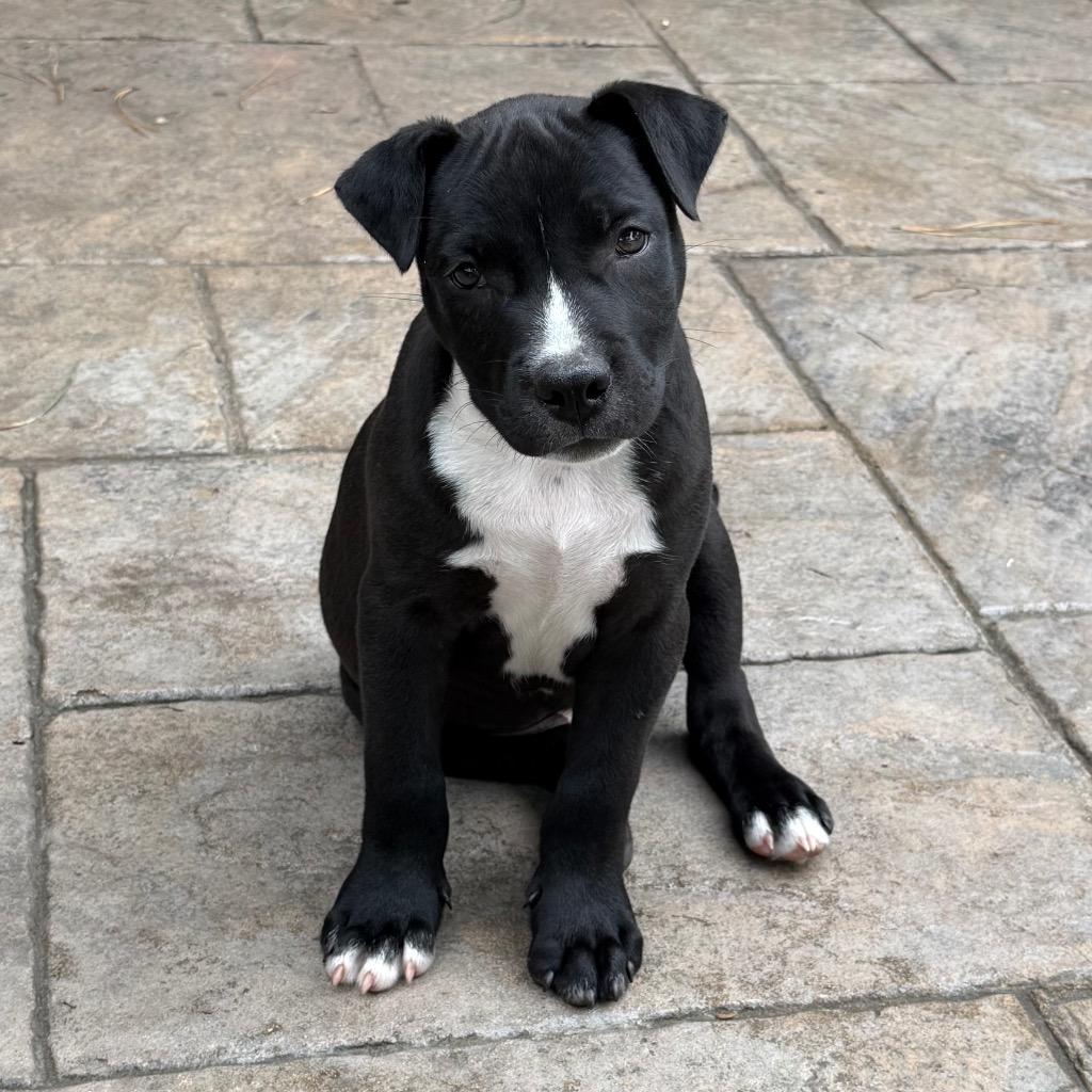 Vincent, a Adopted Pit Bull Terrier in Little Rock, AR image 1/3
