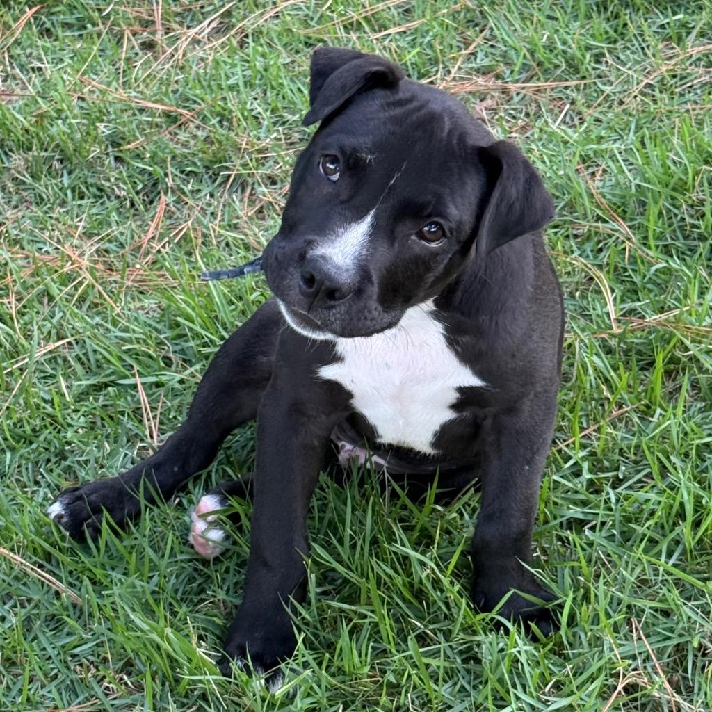 Vincent, a Adopted Pit Bull Terrier in Little Rock, AR image 2/3