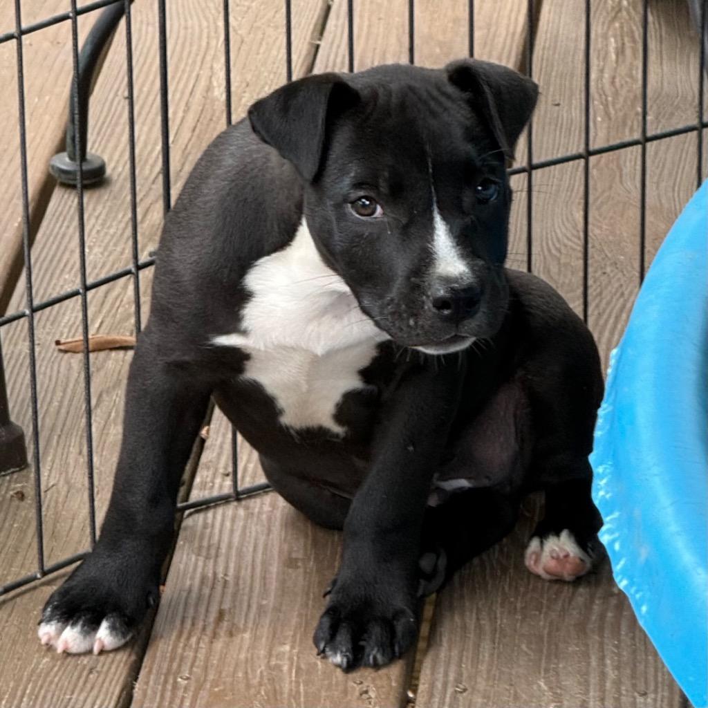Vincent, a Adopted Pit Bull Terrier in Little Rock, AR image 3/3