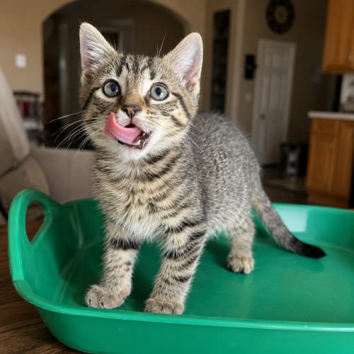 George, Adoptable, Kitten Male Domestic Short Hair.