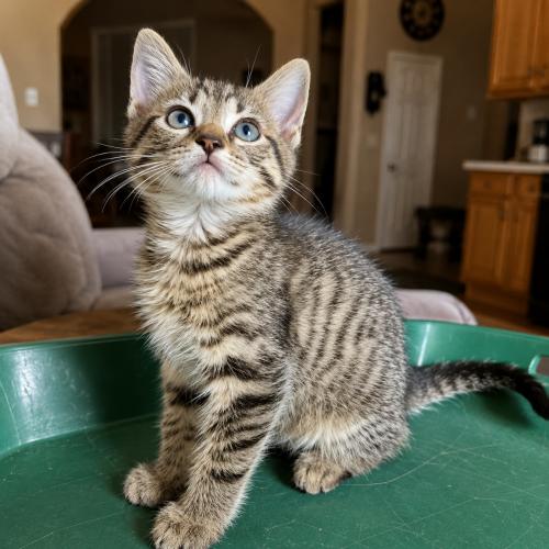 George, a Adoptable Domestic Short Hair in Sanford, NC image 2/3