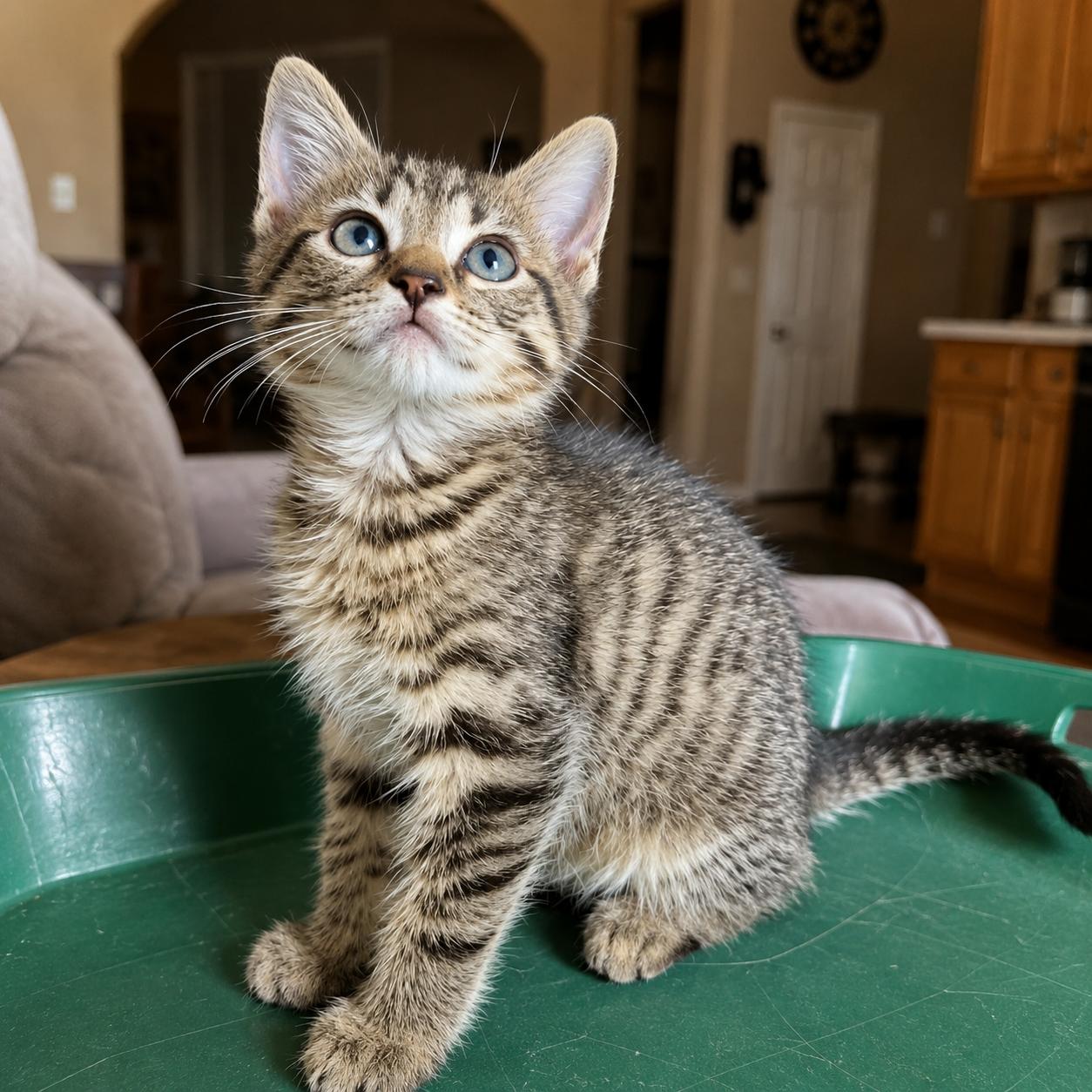 George, a Adoptable Domestic Short Hair in Sanford, NC image 3/3