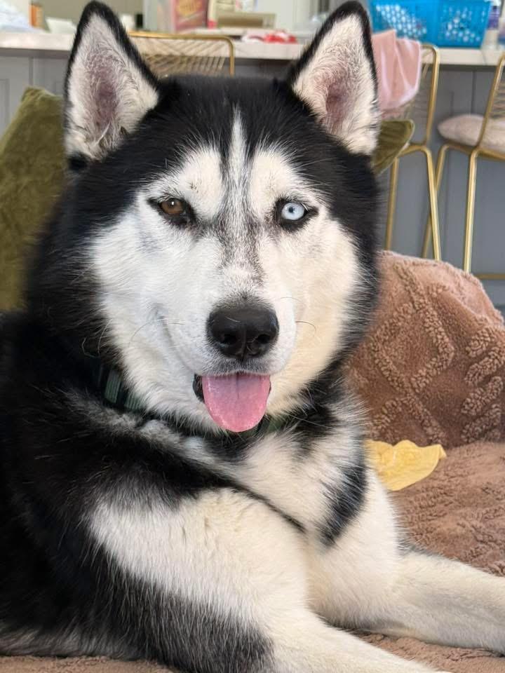 Enlarge Rory, a ADOPTABLE Siberian Husky in torrance, CA image 2/3
