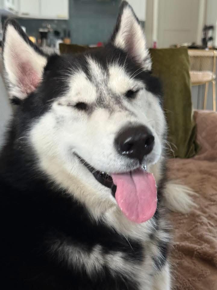Enlarge Rory, a ADOPTABLE Siberian Husky in torrance, CA image 3/3