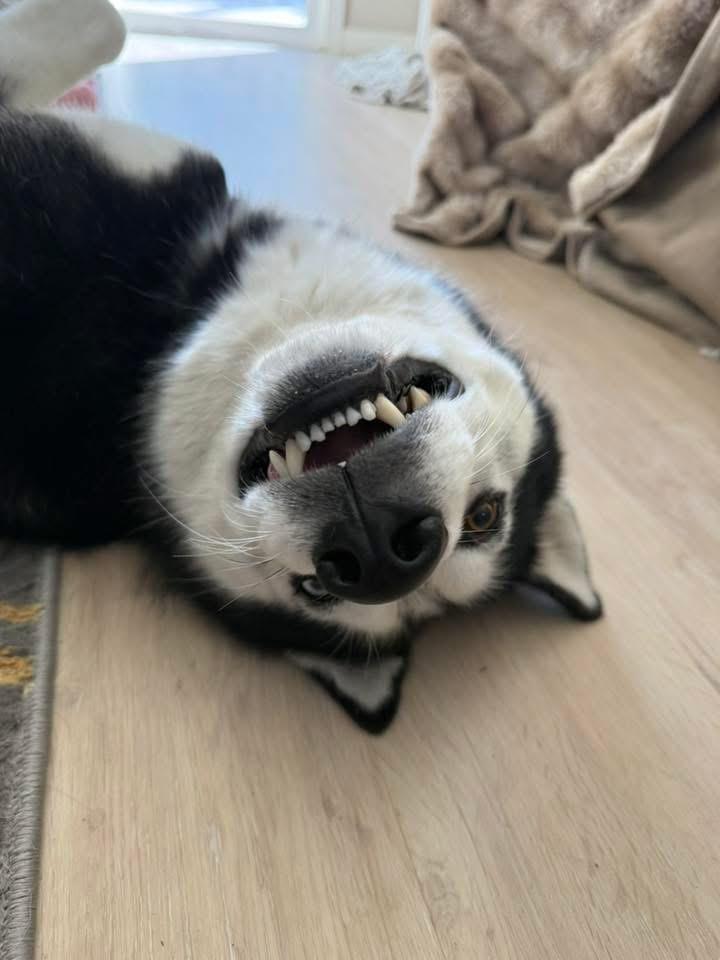 Enlarge Rory, a ADOPTABLE Siberian Husky in torrance, CA image 1/3