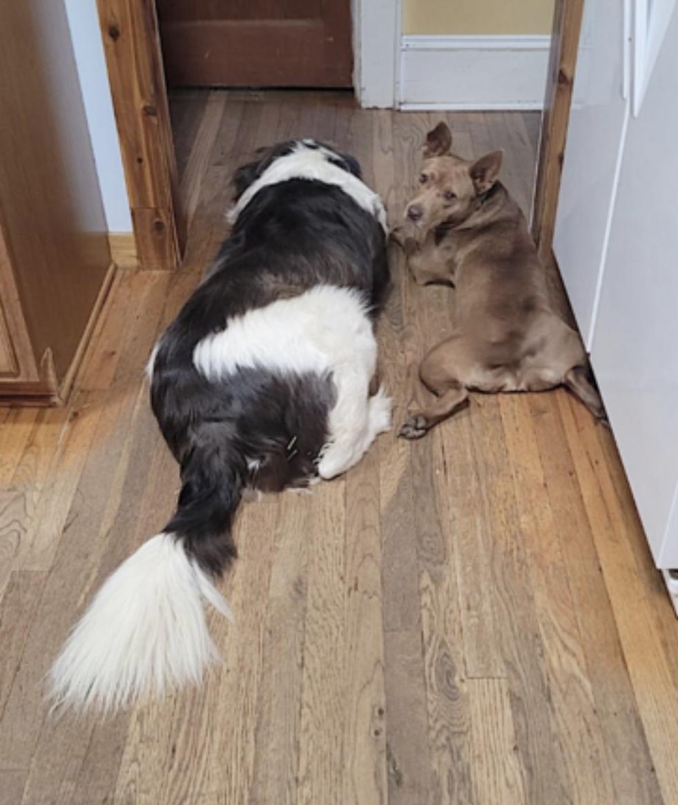 Piper — thumbnail 3