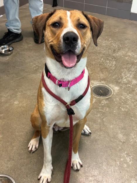 Enlarge DAISY, a Adoptable mixed breed in Leesburg, VA image 1/1