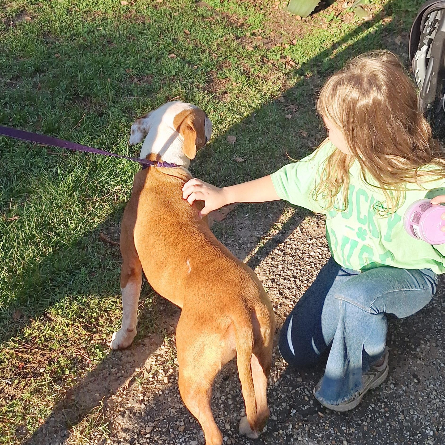 Enlarge Mee-Maw, a Adoptable mixed breed in Mobile , AL image 5/6