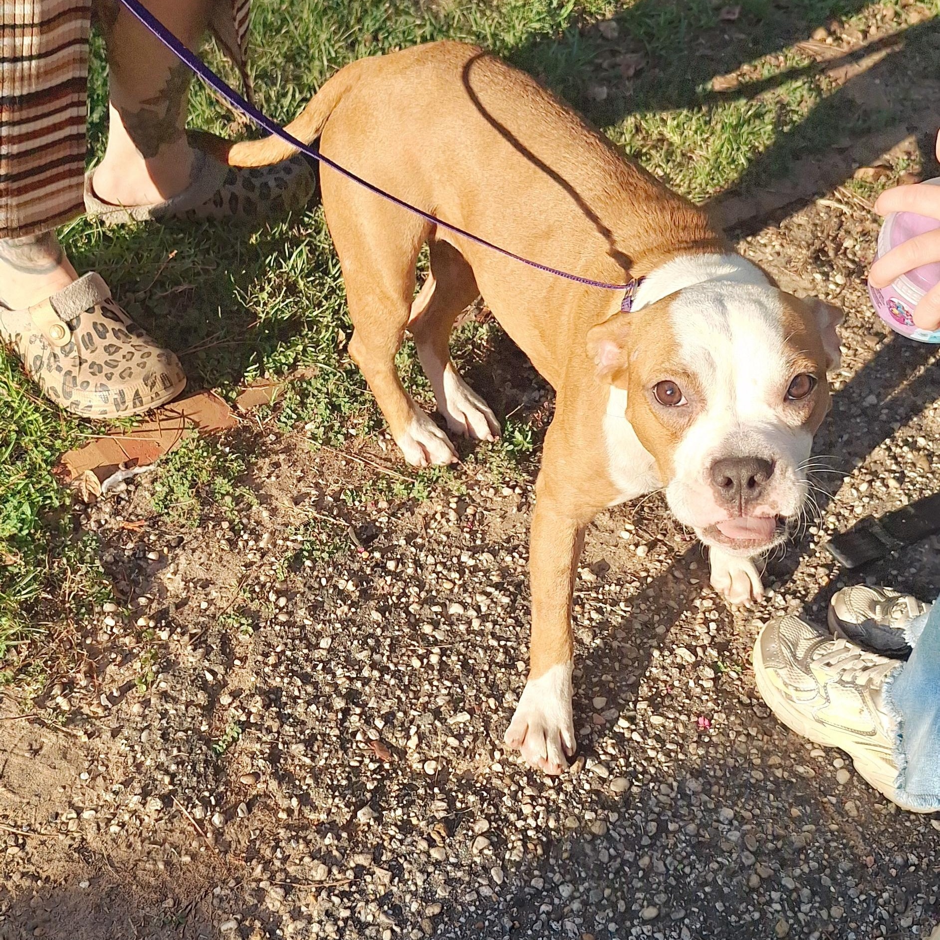 Enlarge Mee-Maw, a Adoptable mixed breed in Mobile , AL image 3/6