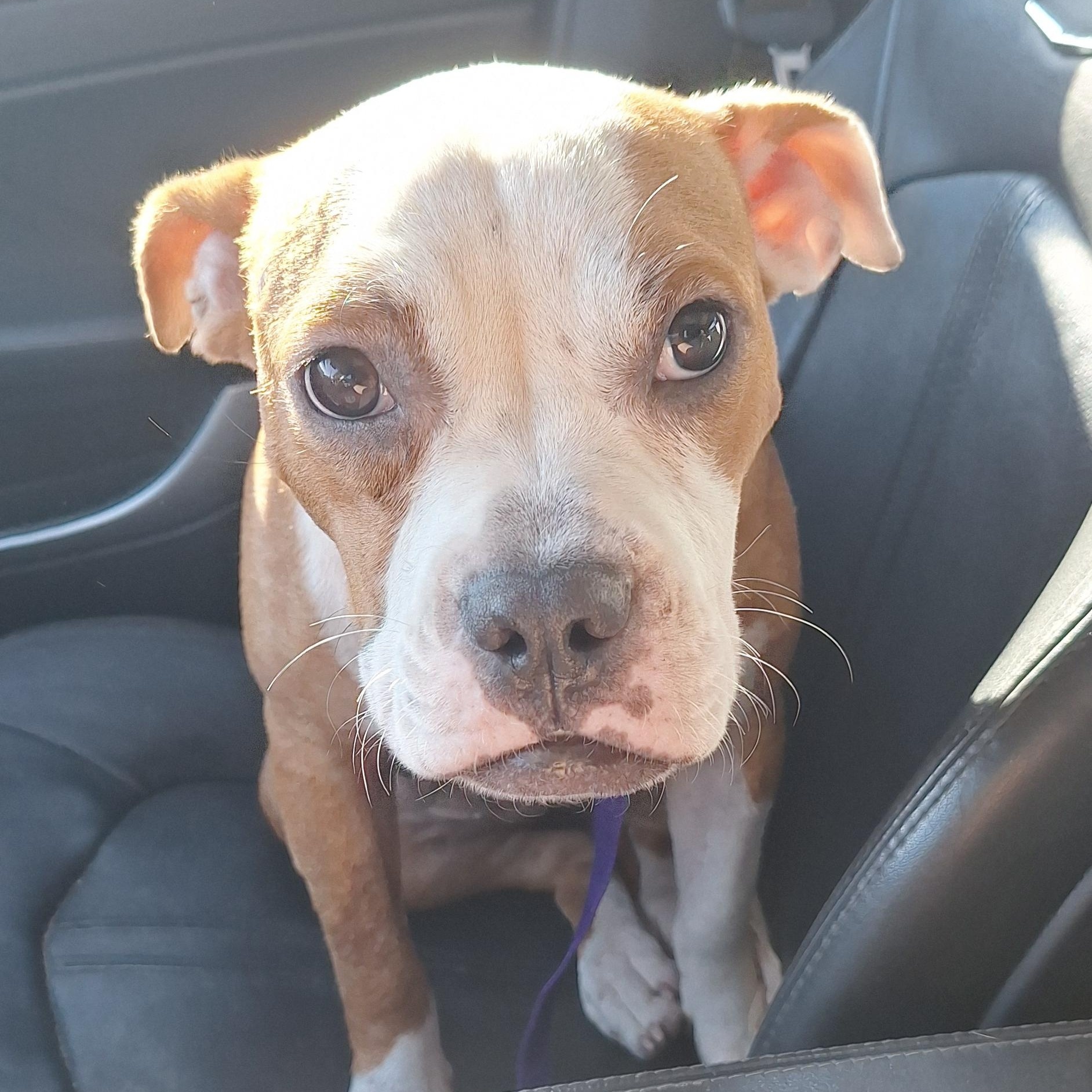 Enlarge Mee-Maw, a Adoptable mixed breed in Mobile , AL image 2/6