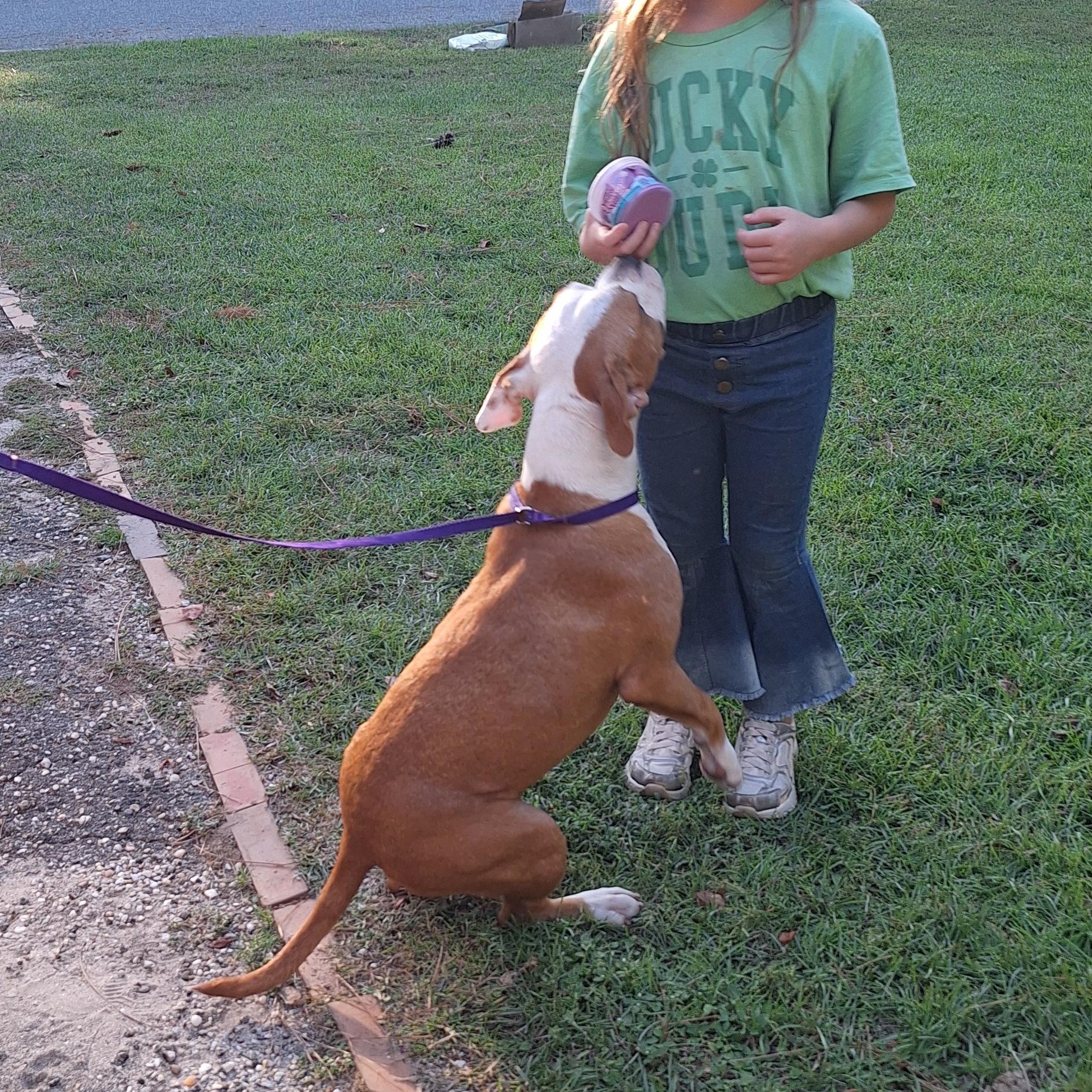 Enlarge Mee-Maw, a Adoptable mixed breed in Mobile , AL image 6/6