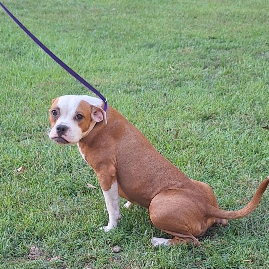 Mee-Maw, Adoptable, Young Female Boxer.