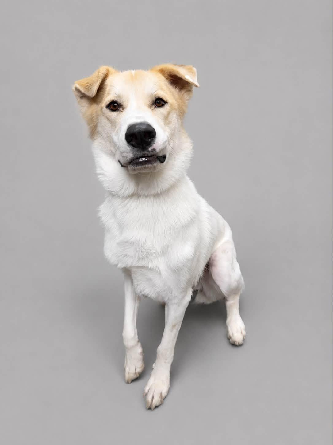 Wylie, a Adoptable mixed breed in Battle Creek, MI image 1/6