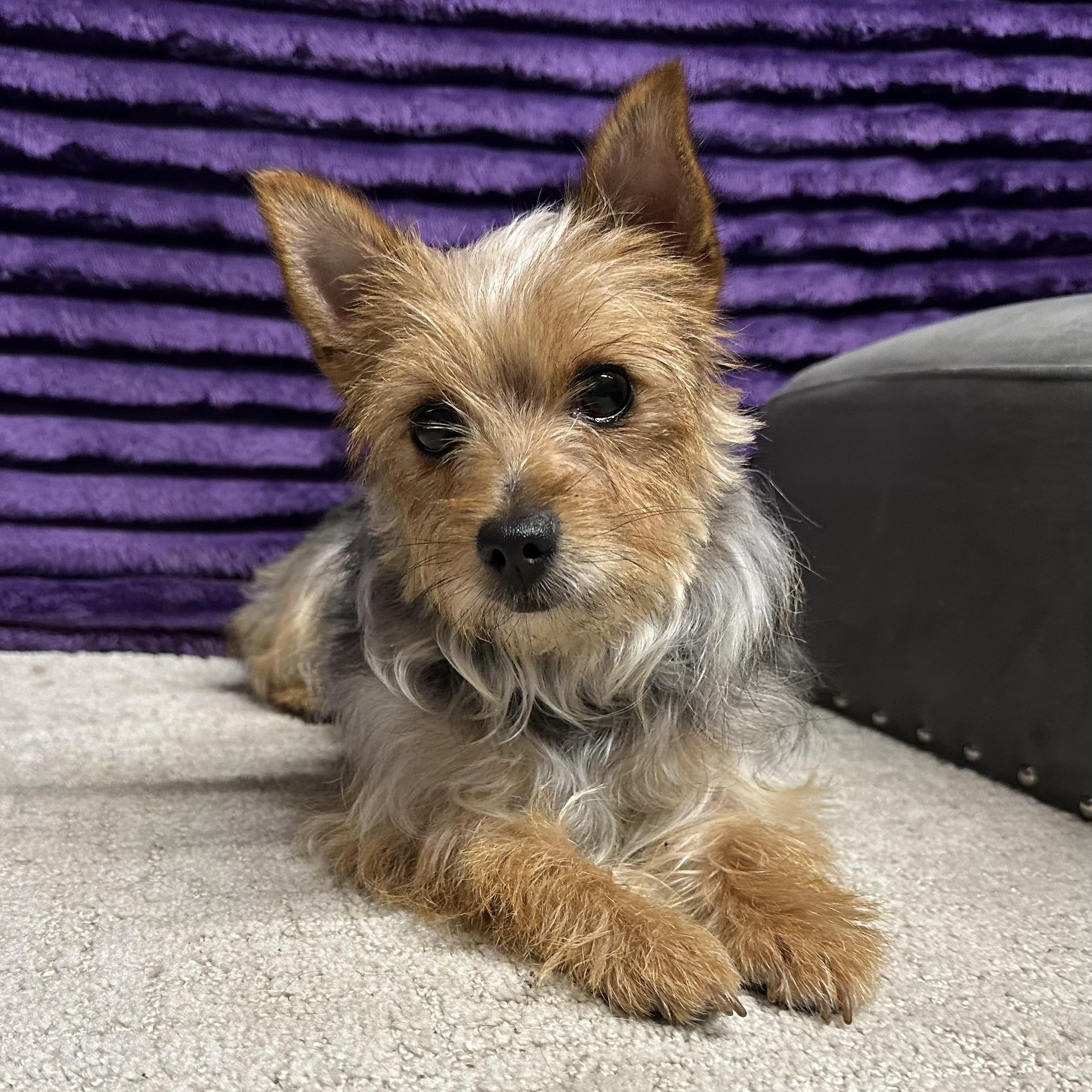 Roxbury, Adoptable, Young Female Yorkshire Terrier.