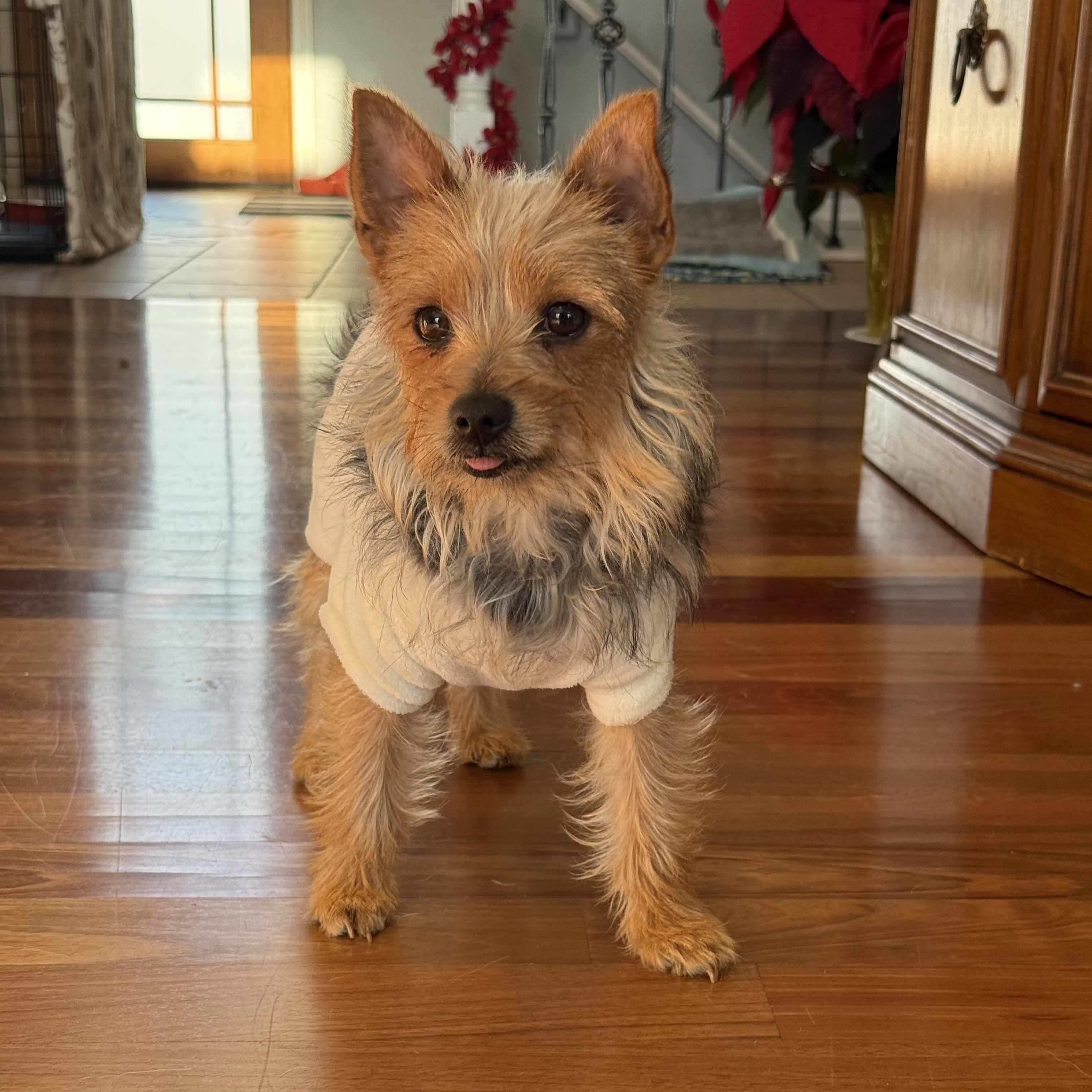 Enlarge Roxbury, a Adoptable Yorkshire Terrier in Hartland, WI image 2/5